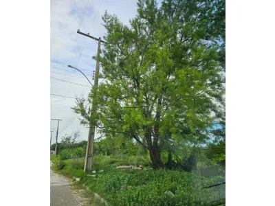LOTE 000 - Terreno